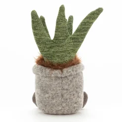 Best Silly Succulent Aloe